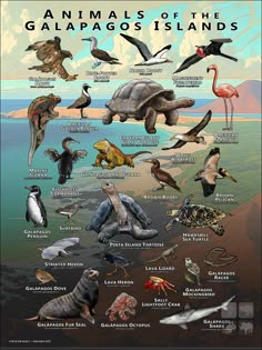 an image of animals of the galapagos islands, including sea turtles and other marine creatures