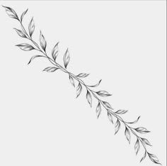 a black and white drawing of a branch with leaves