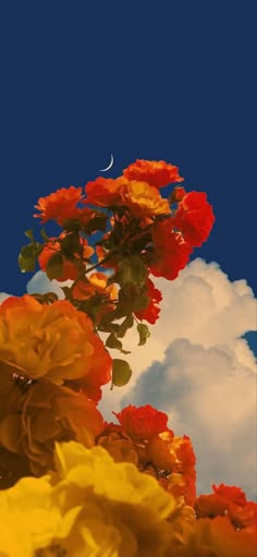 red and yellow flowers against a blue sky with clouds