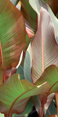 large green and red leaves are in the foreground, with another plant in the background