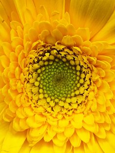 the center of a large yellow flower