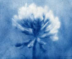 a blue and white photograph of a flower