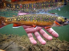 a person's hand holding a fish in the water with other fish below it