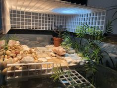 some plants and rocks in a glass case