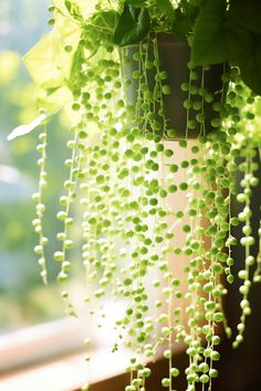 a potted plant with lots of green flowers hanging from it's sides, in front of a window