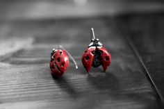 "Handmade artistic Ladybug hook polymer clay earrings, nice gift for Her. Beautiful, bright and stylish lady bug earrings for bug lovers. Complete with gift box. Size: High 2.16\" (5.5 cm) Width 1.37\" (3.5 cm). Earrings color shades may vary from monitor to monitor." Cute Hand Painted Red Jewelry, Cute Red Hand Painted Jewelry, Cute Red Hand-painted Jewelry, Red Hand Painted Sterling Silver Jewelry, Red Hand Painted Earrings For Gift, Red Polymer Clay Jewelry For Gift, Red Polymer Clay Jewelry For Gifts, Ladybug Miraculous Earrings, Clay Ladybug