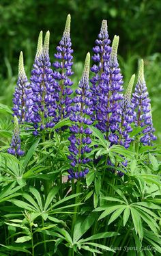 purple flowers are blooming in the garden