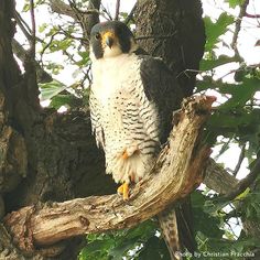 a large bird perched on top of a tree branch