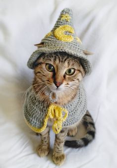 a cat wearing a knitted hat and scarf