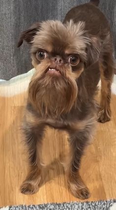 a small brown dog standing on top of a wooden floor