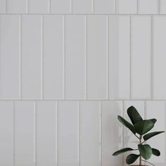 a potted plant sitting on top of a wooden table next to a white wall