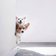 two small dogs are peeking out from behind a white wall and looking at the camera