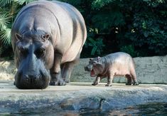 an adult hippopotamus and its baby walking in front of the water at the zoo