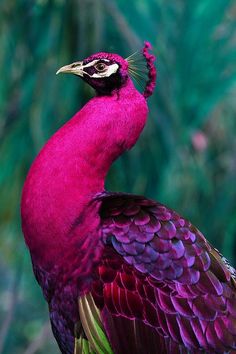 a colorful bird with the word petnet written on it's head and tail