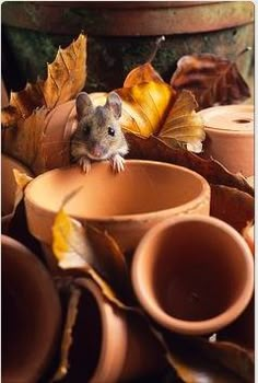 a mouse sitting on top of clay pots