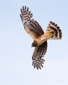 a bird flying in the sky with it's wings spread