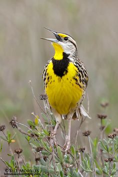 a yellow and black bird sitting on top of a plant