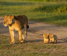 a mother lion and her two cubs walking down a dirt road