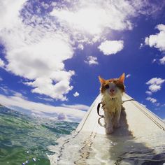 a cat sitting on top of a surfboard in the ocean