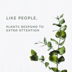 a plant with green leaves on it and the words like people, plants respond to extra attention