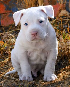 a white puppy with blue eyes sitting on the ground