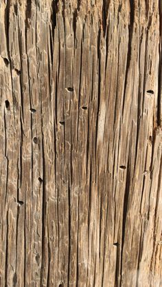 the wood is very old and weathered with little holes in it's barks