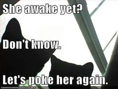 a black cat sitting in front of a window with the words, she awake yet? don't know let's poke her again