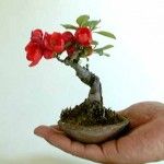 a hand holding a small bonsai tree with red flowers