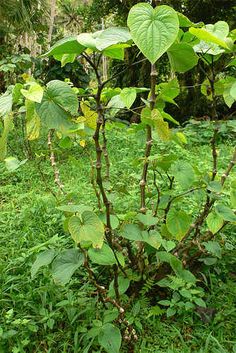 a small tree with lots of green leaves in the middle of some grass and trees