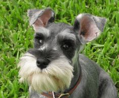 a small gray and white dog sitting on top of a lush green grass covered field