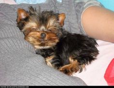 a small brown and black dog laying on top of a couch