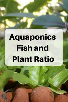 aquaponics fish and plant ratto are growing in the ground with green leaves