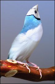 a blue and white bird sitting on top of a tree branch