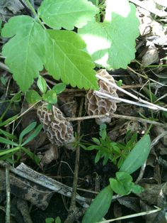 some very pretty little mushrooms in the grass