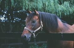 a brown horse standing next to a wooden fence near some green bushes and trees in the background