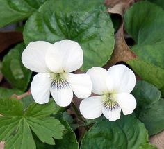 three white flowers with green leaves around them