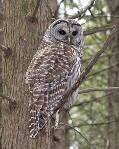 an owl sitting on top of a tree branch