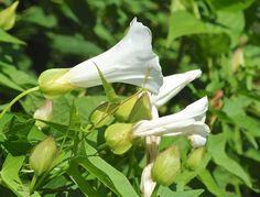 two white flowers with green leaves in the foreground and bushes in the back ground