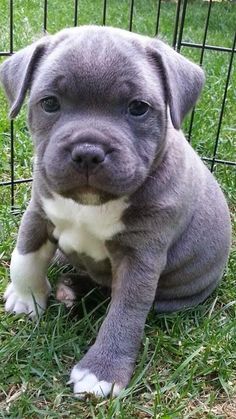 a gray and white puppy sitting on top of grass next to a caged in area