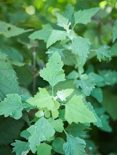 green leaves are growing in the forest