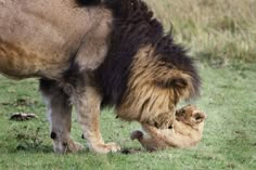 a lion and its cub playing together in the grass with each other on their hind legs