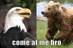 two different pictures of an eagle and a bear with caption that says, come at me bro