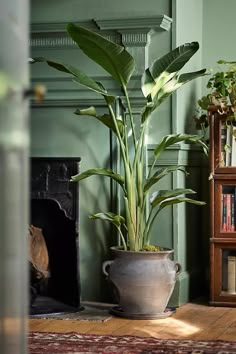 a potted plant sitting on top of a wooden floor next to a fire place