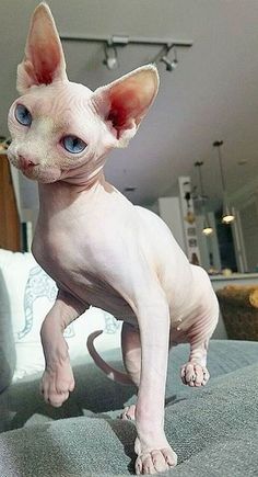 a hairless cat with blue eyes standing on a couch in front of a living room