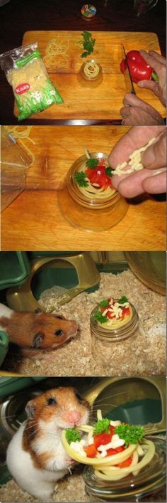 a hamster eating food out of a bowl