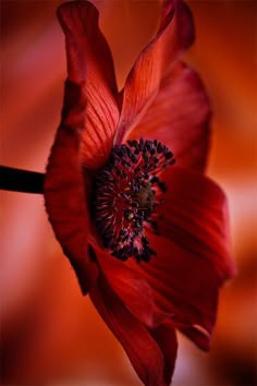 a red flower with black stamen in the center and an orange background behind it