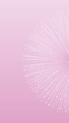 a white dandelion on a pink background