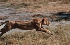 a lion running across a grass covered field