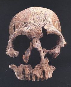 a human skull is shown on a black background