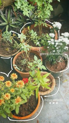 there are many potted plants that have names in the bottom right hand corner,